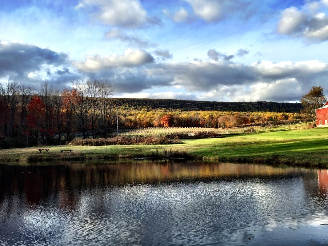 Blue Mountain Vineyards & Cellars photo