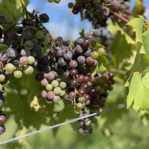 Winemaker's Winery Tours - Sunday, April 19th