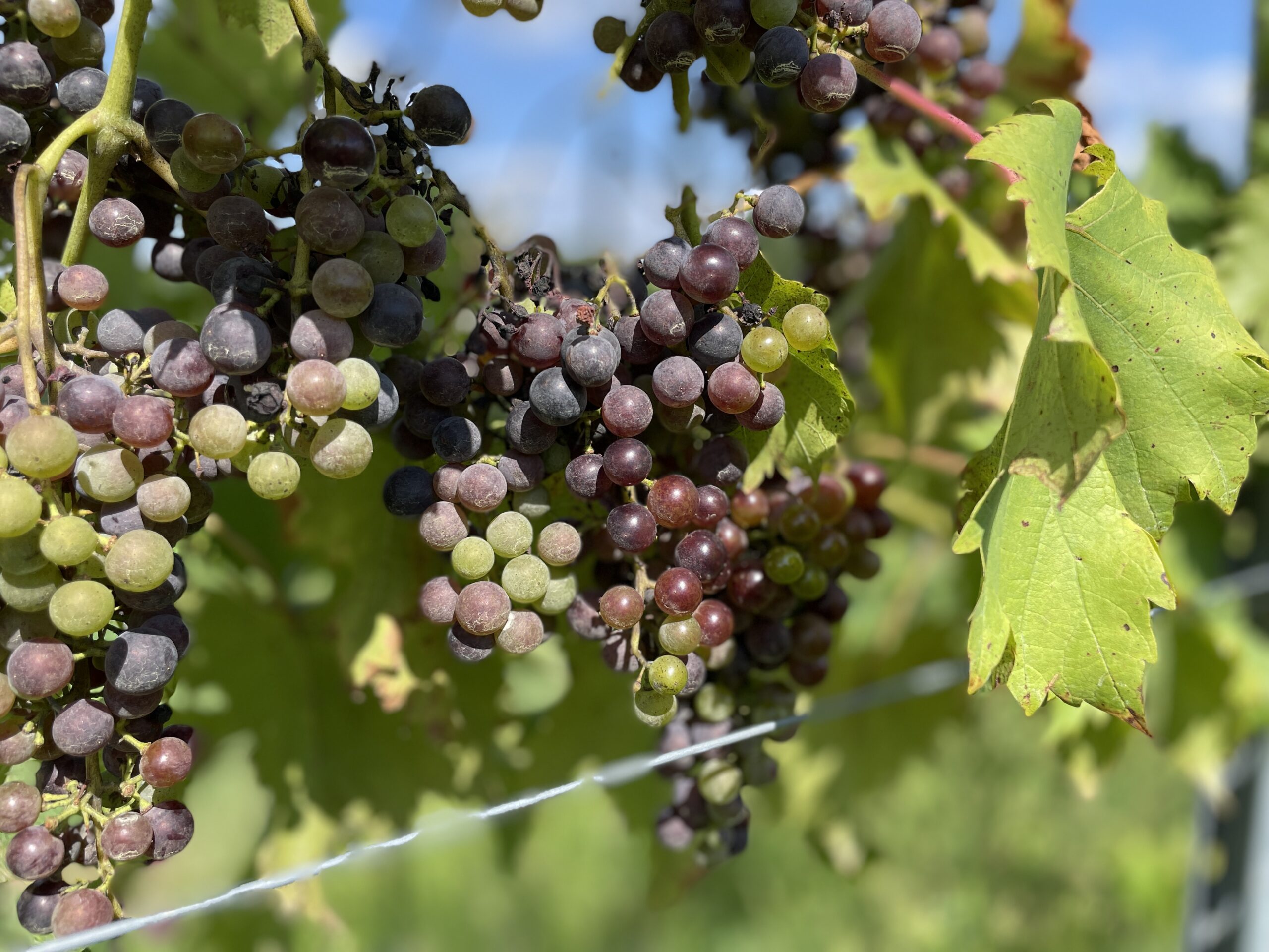 Winemaker’s Winery Tours – Sunday, April 19th