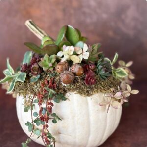 Uncork & Unwind: Pumpkin Succulent Arrangements - Sunday, September 20th